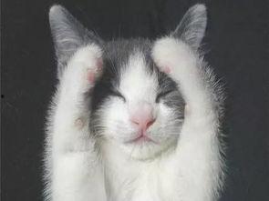 猫咪遥控爆料视频大全下载,盘点萌宠趣味视频大全  第3张